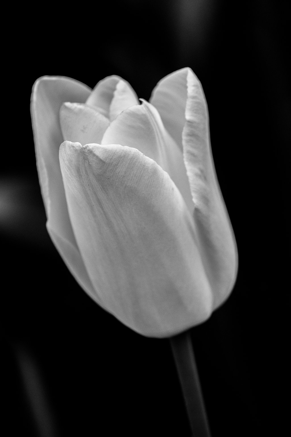 Tulip