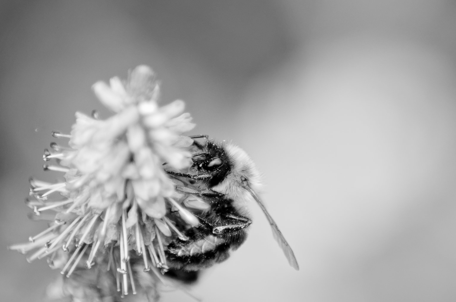 Bee with Pollen