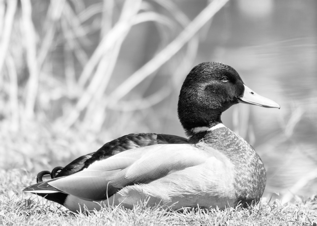 Guard Duck