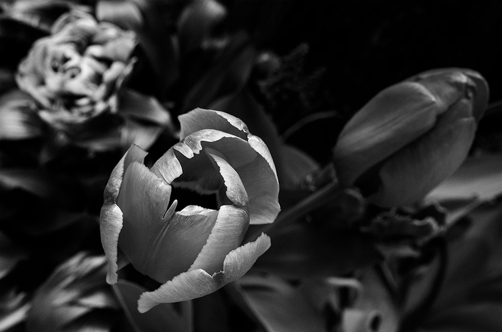 Tulips