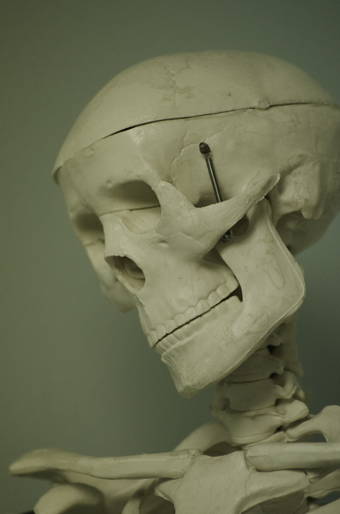 Skeleton Model