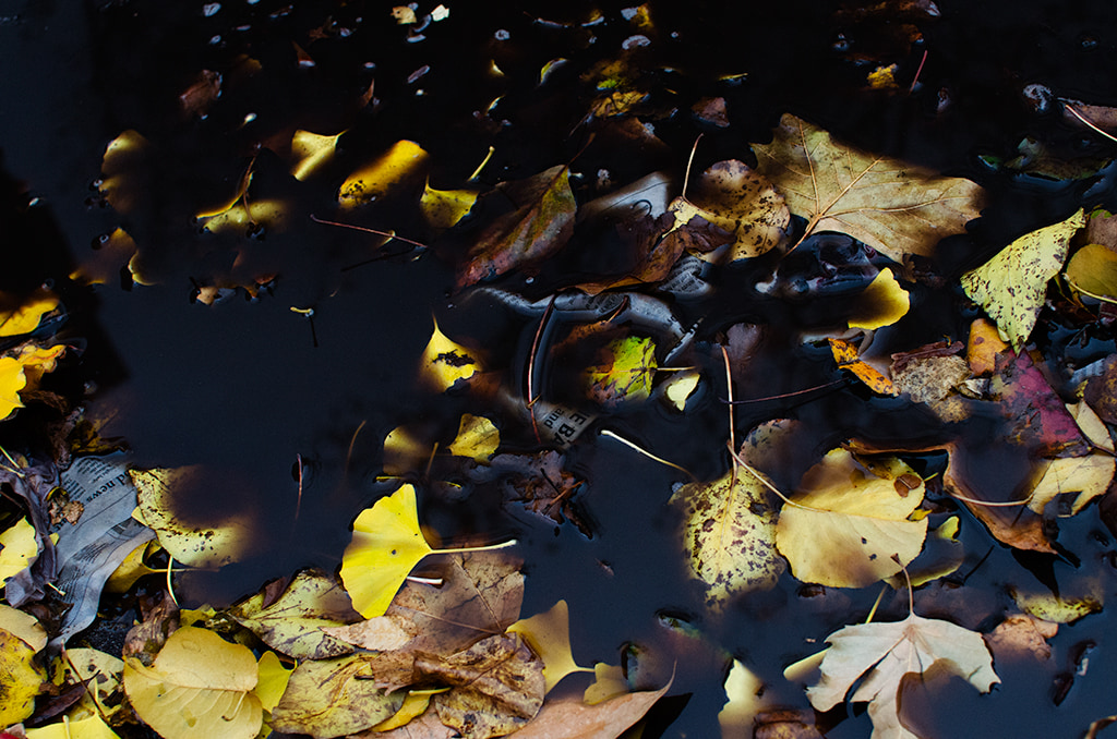 Grimey Leaves