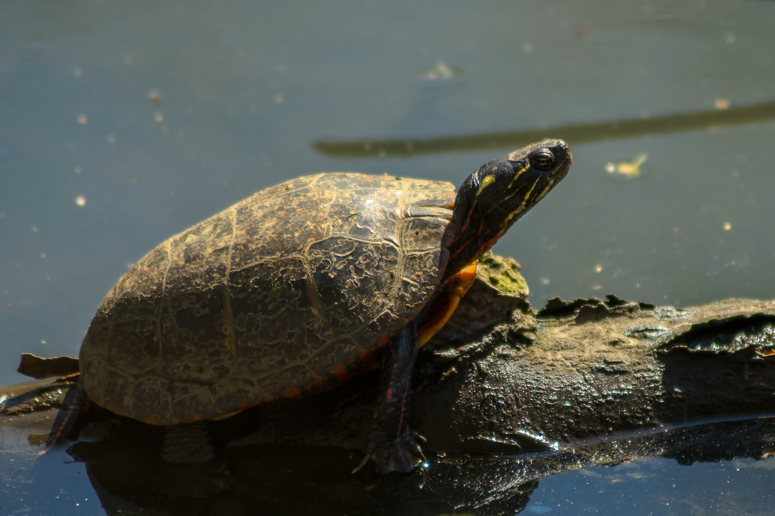 First Turtle of 2016