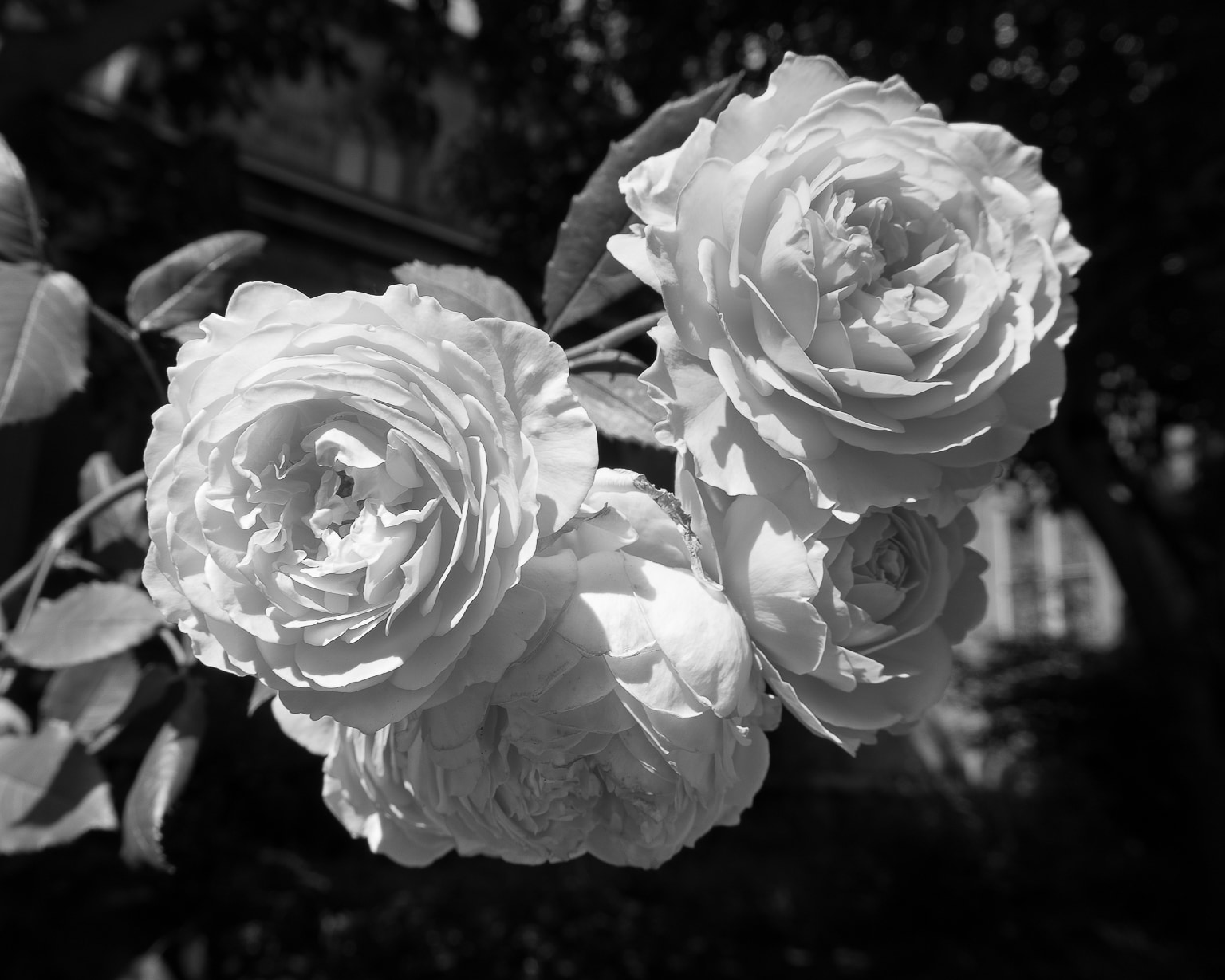 Church Roses