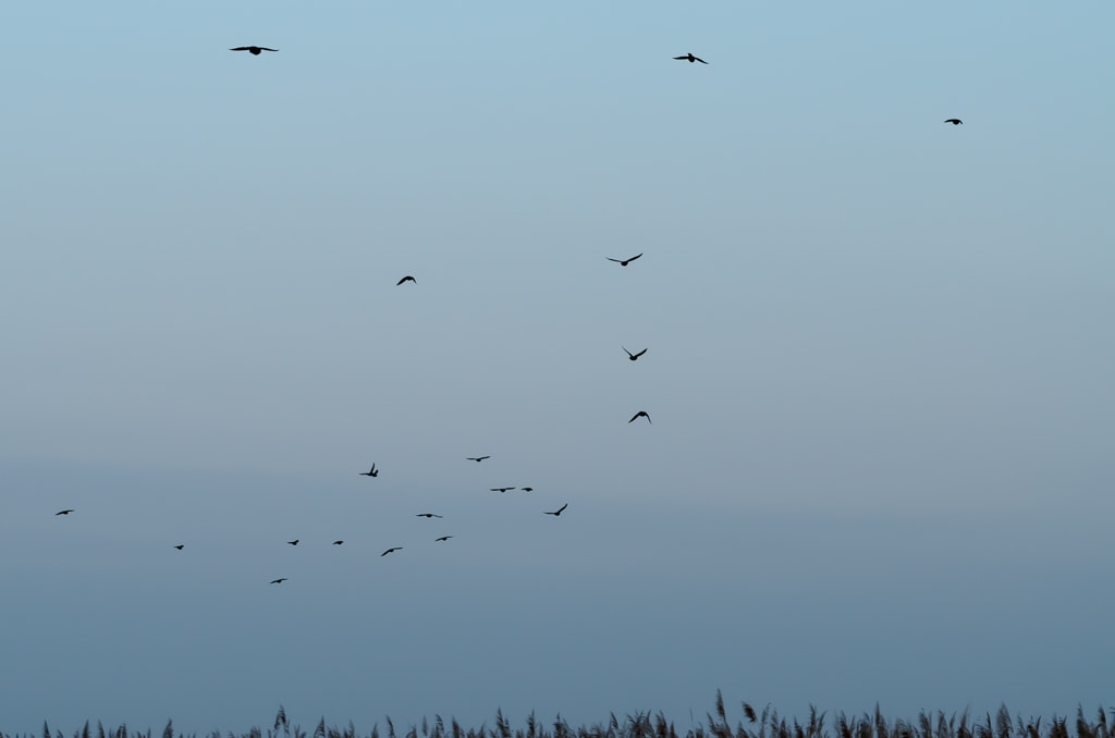 Birds in Flight