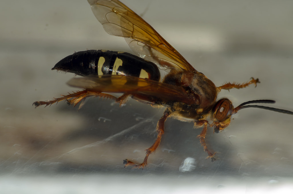 A Hornet Trapped in My Apartment