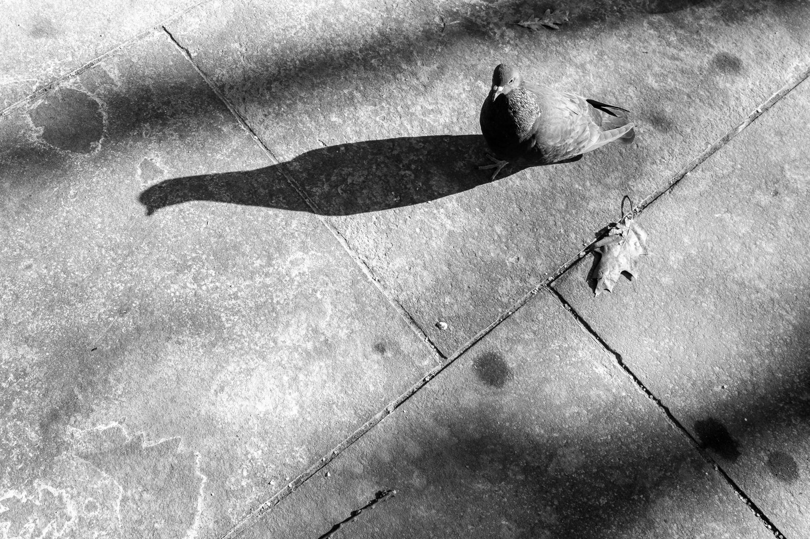 Chilly Pigeon on a Winter's Morning