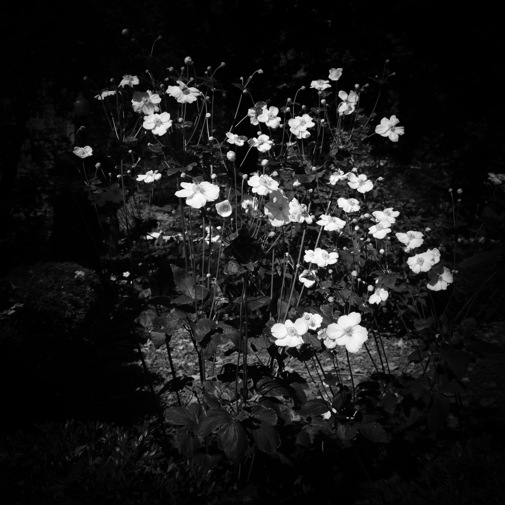 Flowers, Rittenhouse Square Park