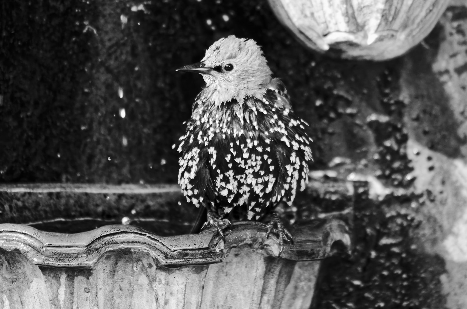 Starling Bird Bathing