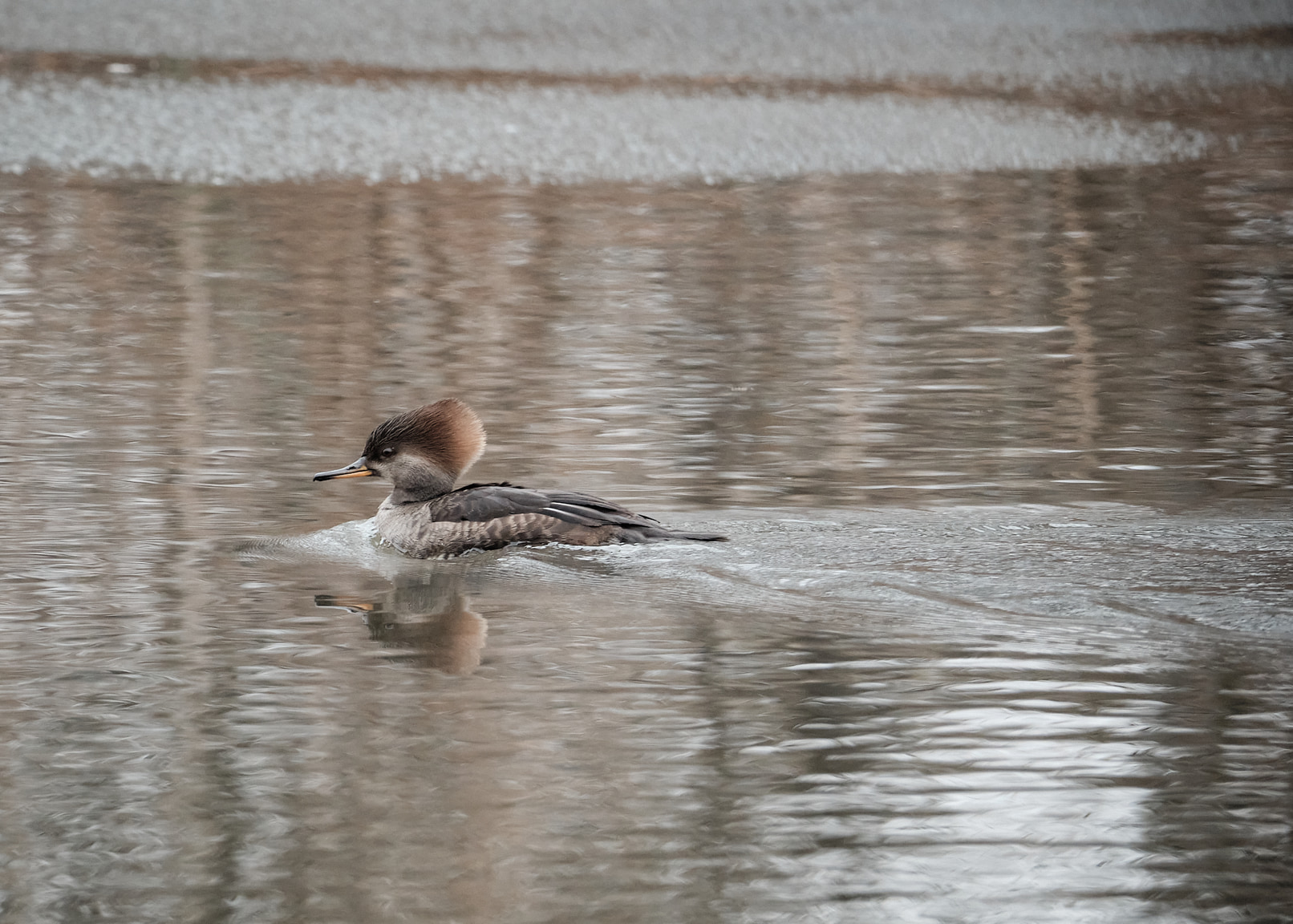 A Hooded Merganser duck looking sassy.