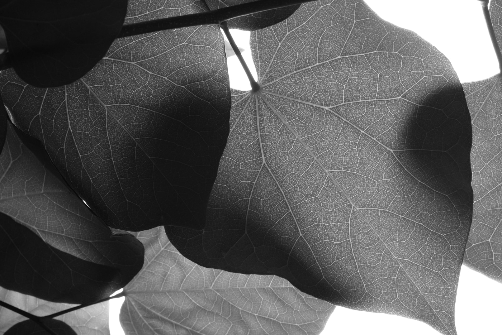 Leaf Study
