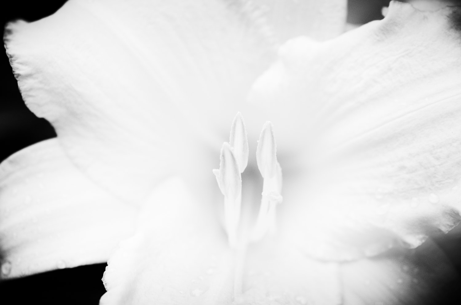 Yellow Lillies, WSP #1