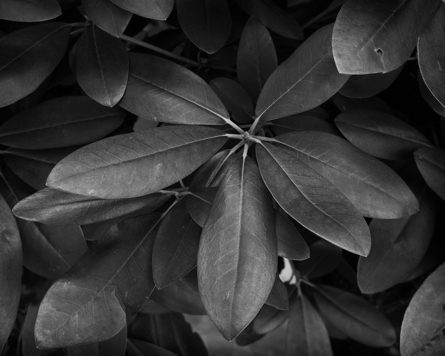 Magnolia Leaves
