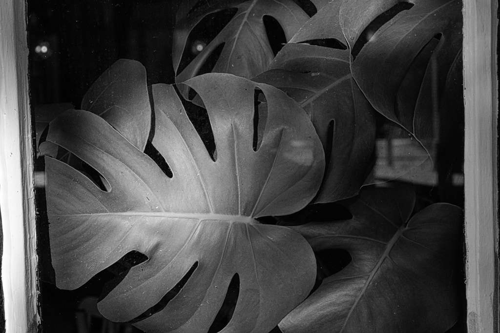 Leaves Against Window