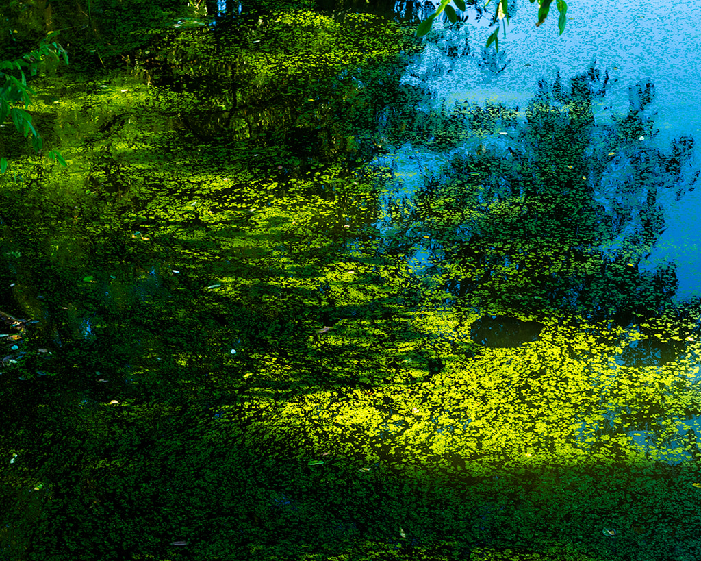Neon Pond Scum