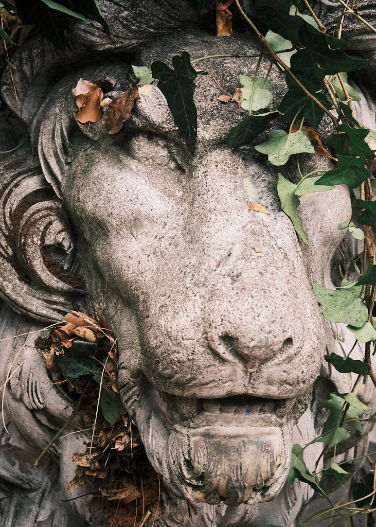 Statue of a lion draped ivy and dirt.