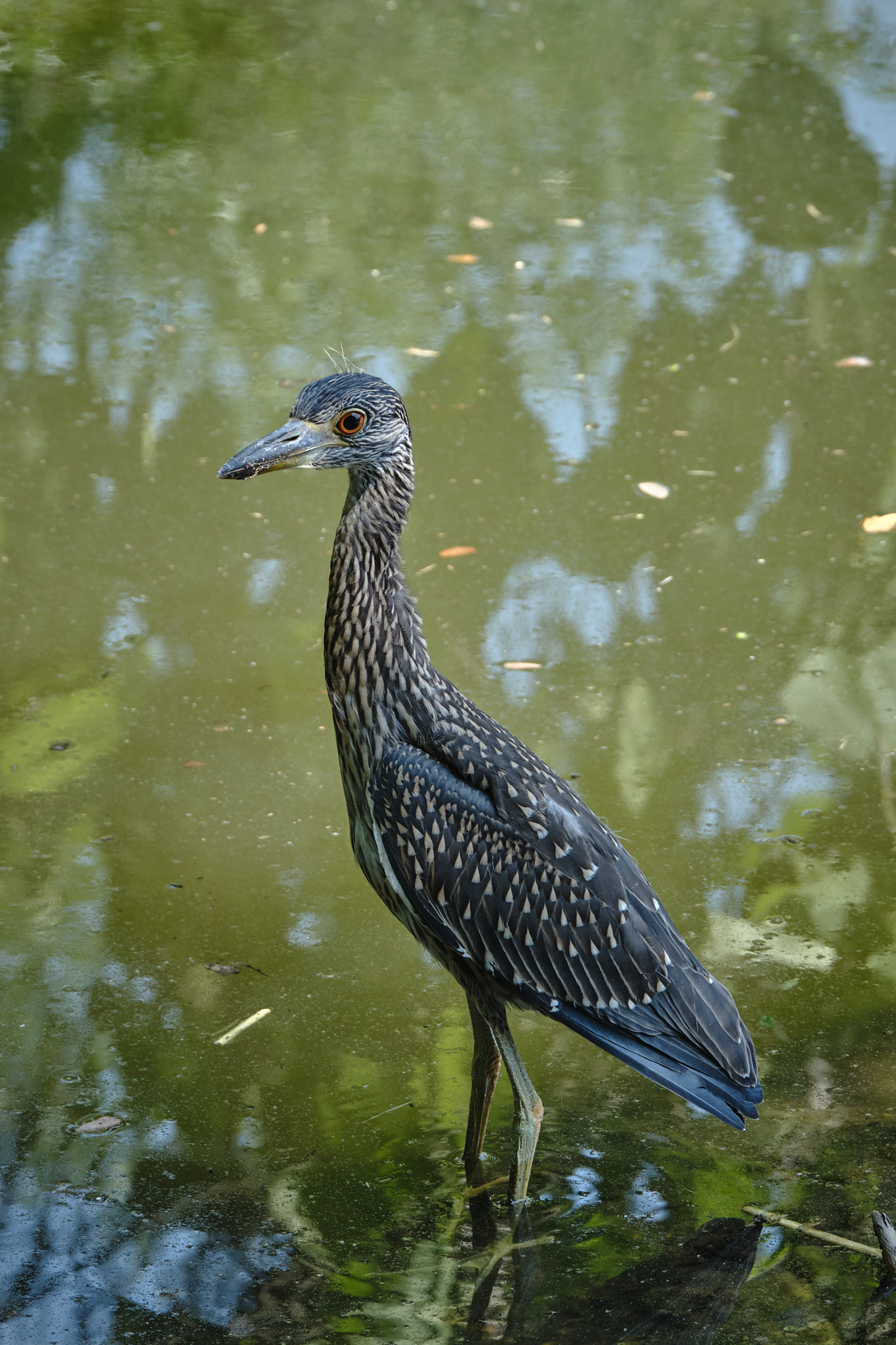 Bird stands in murky water.