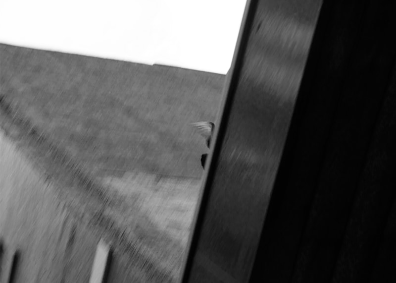 Pigeon Wing