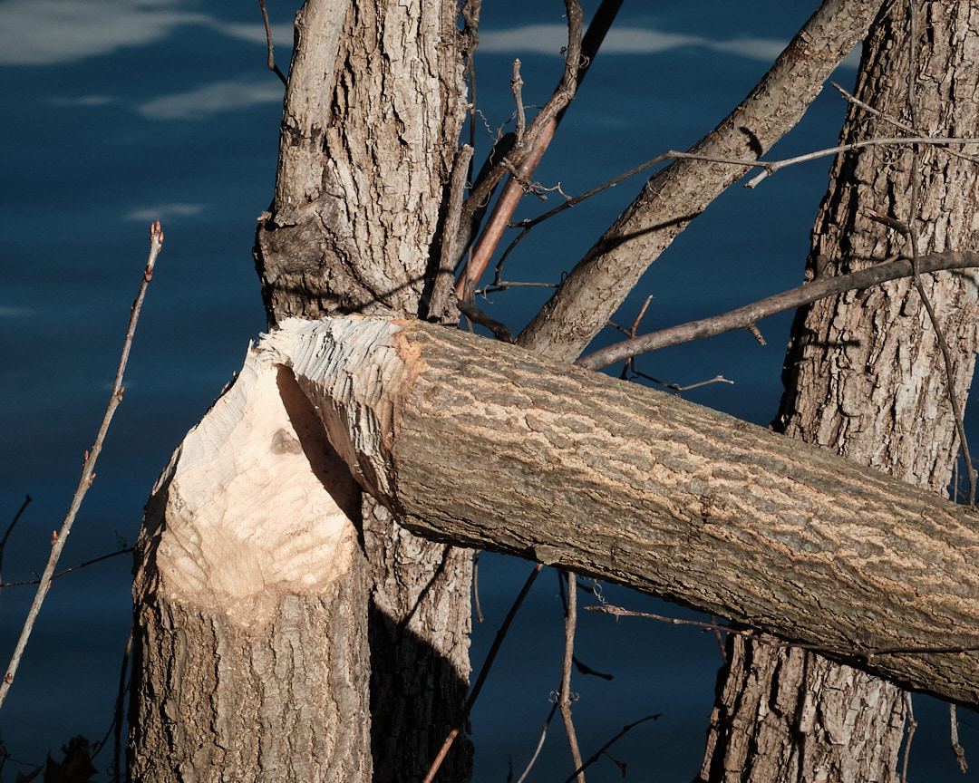 Small tree felled by a beaver.