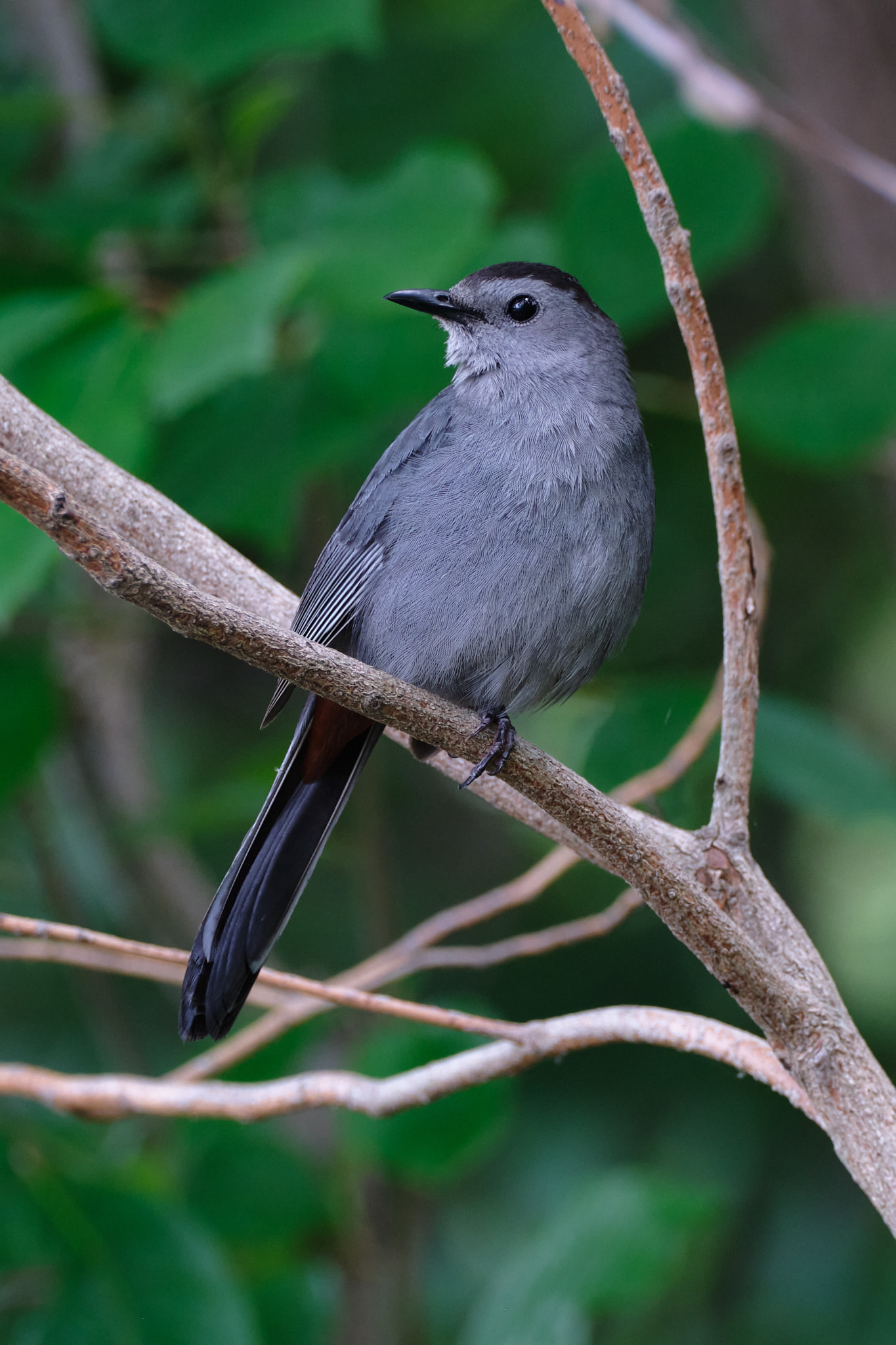 Grey catbird sitting on a stick