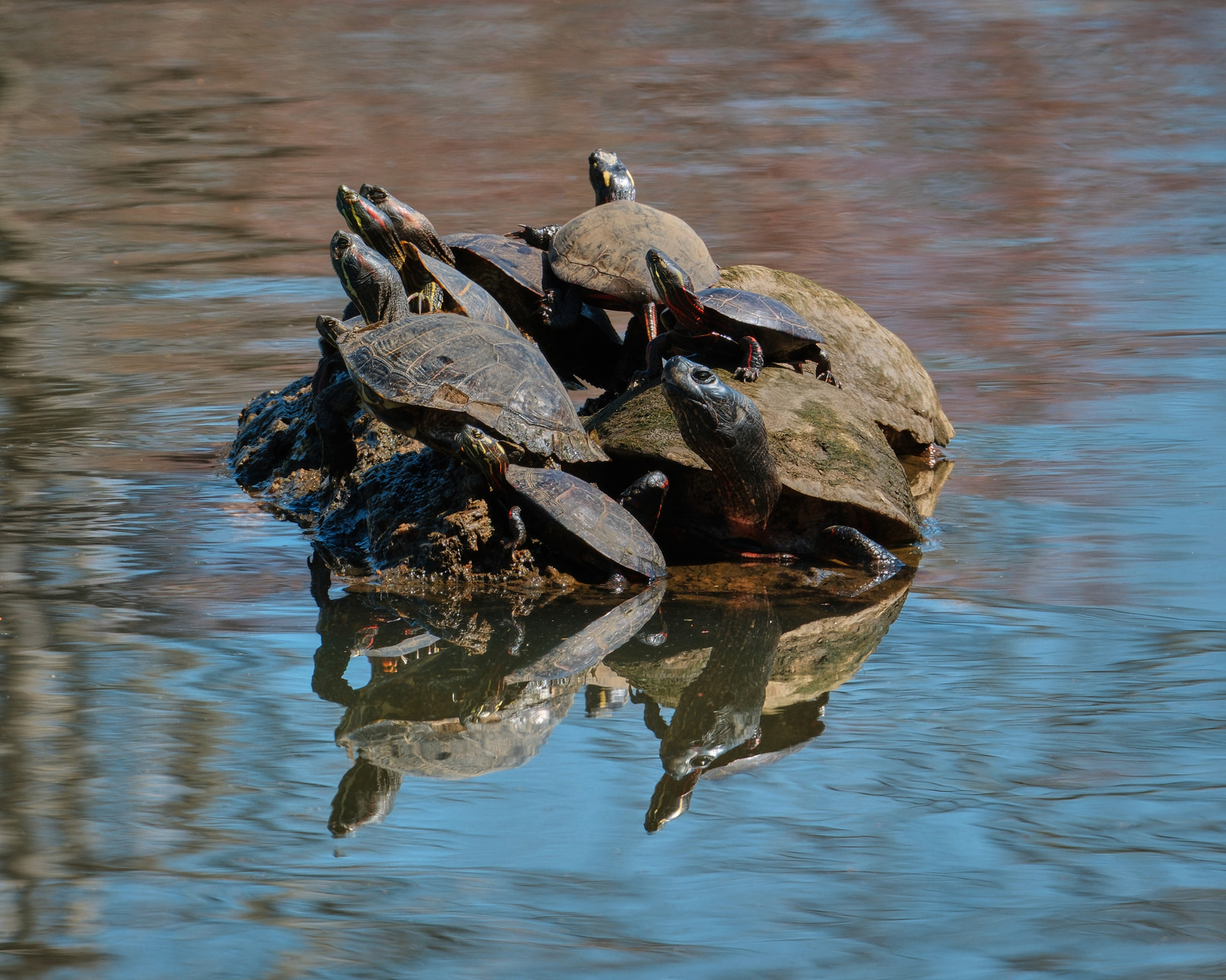 A bunch of turtles.