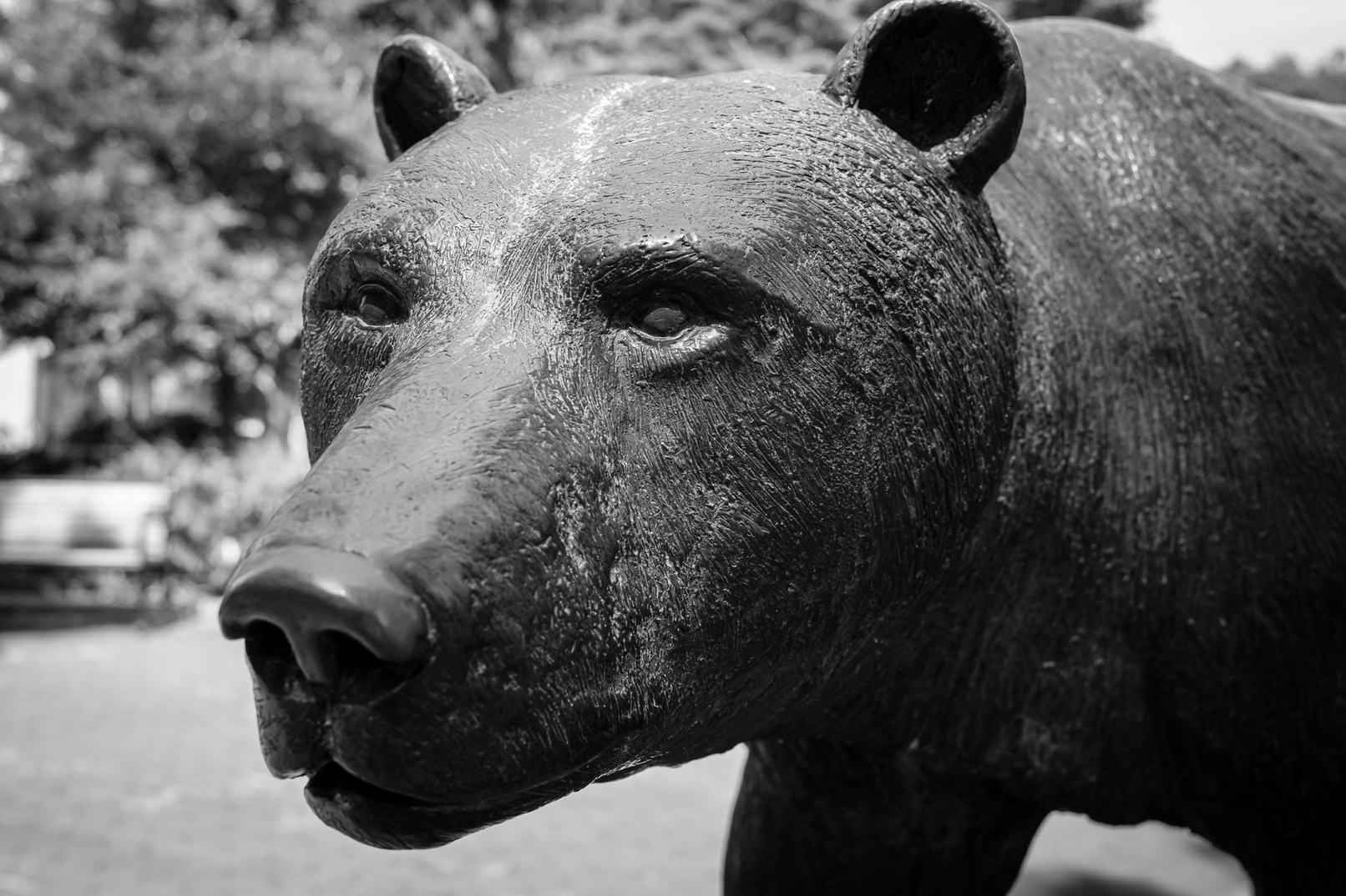 Bear in Bronze