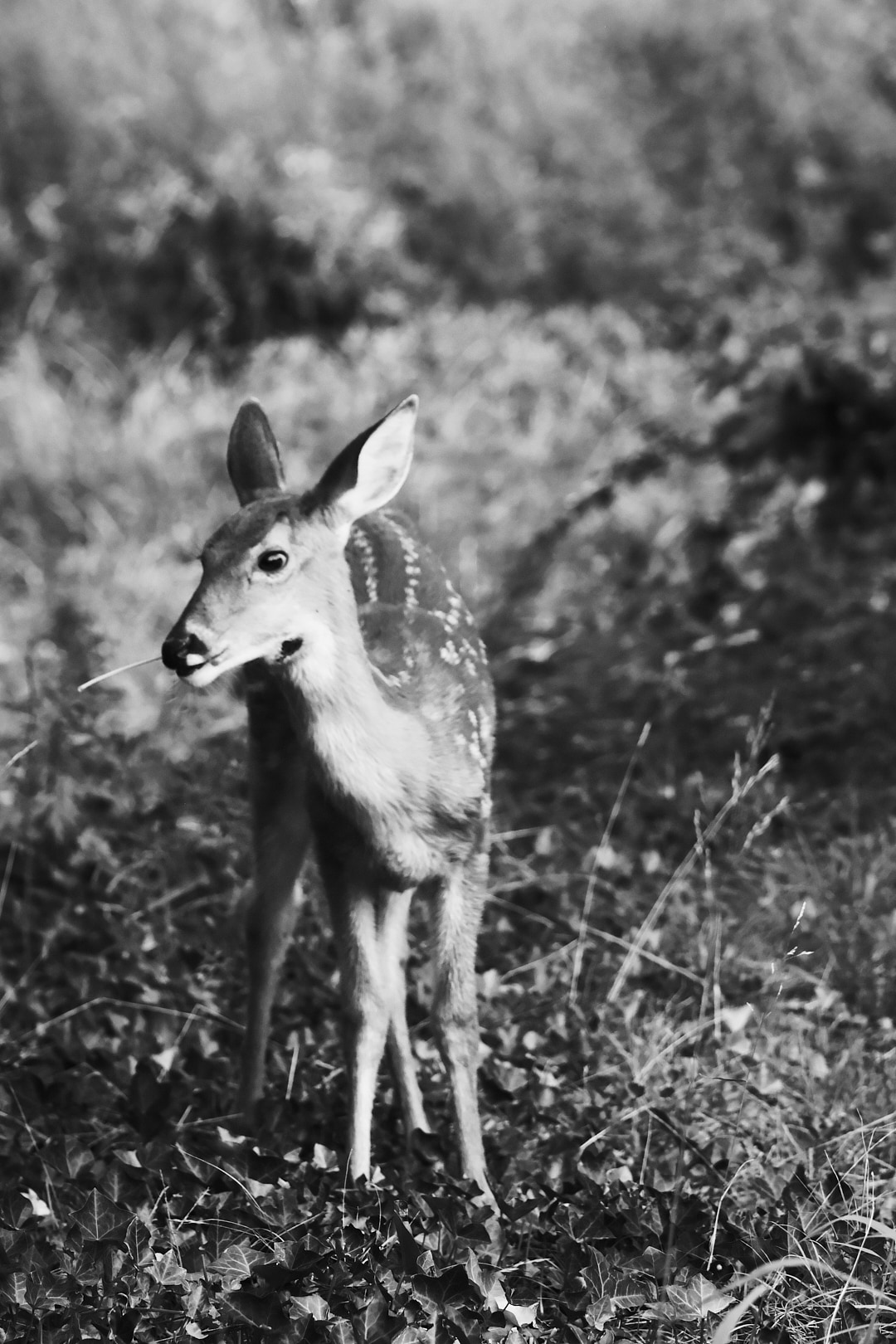 A spotted fawn standing in tall grass and ivy.