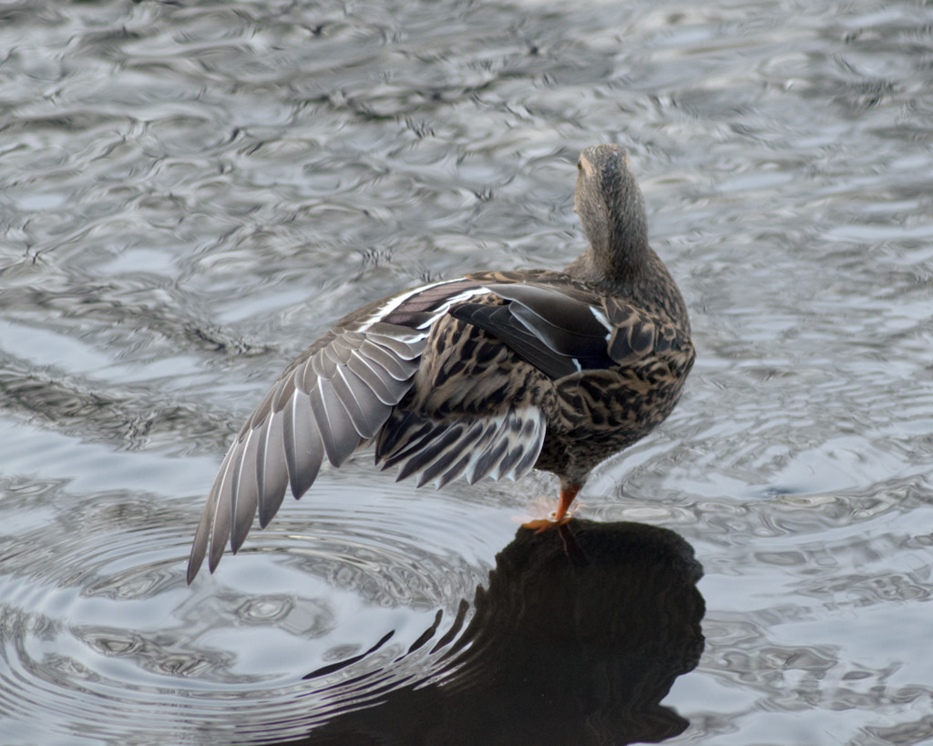 Pretty Ducky