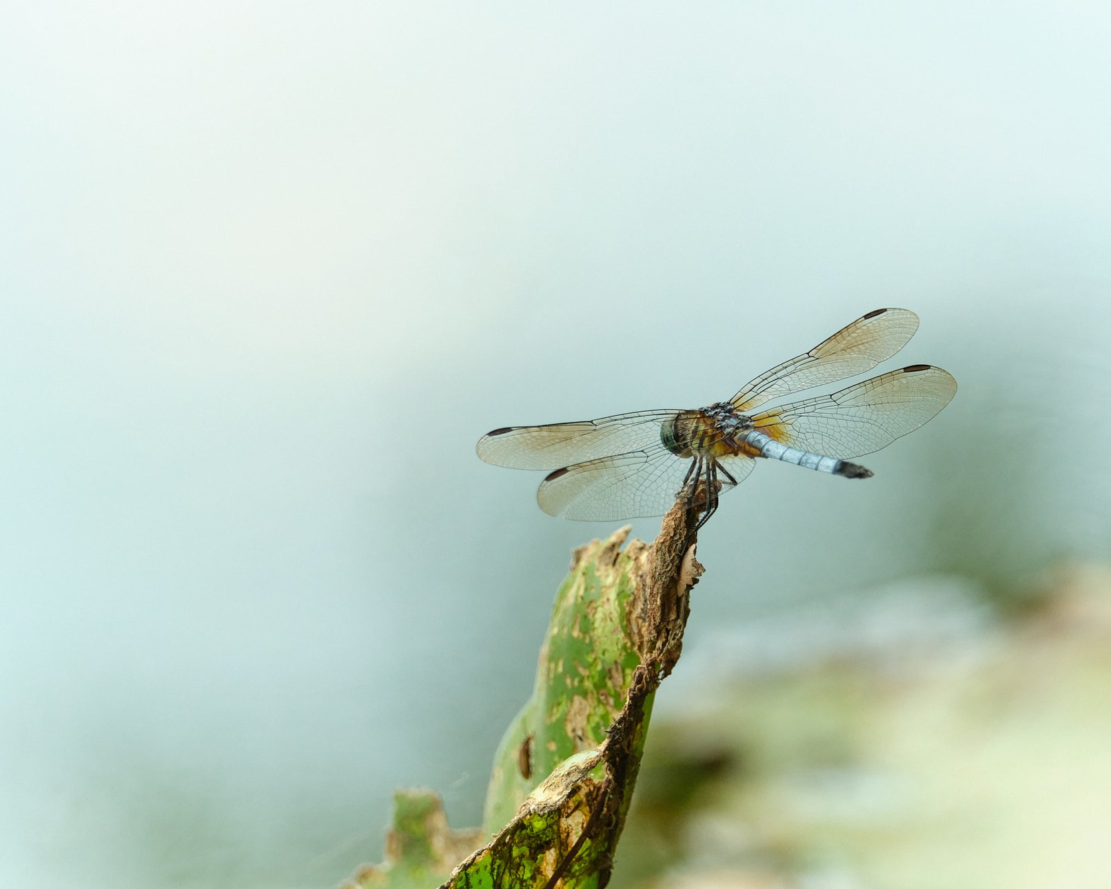 Dragonfly sitting on a browning leaf.