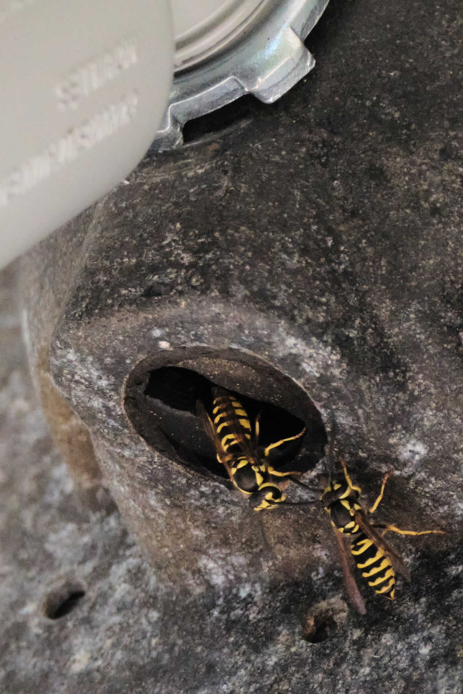 Yellow jackets.