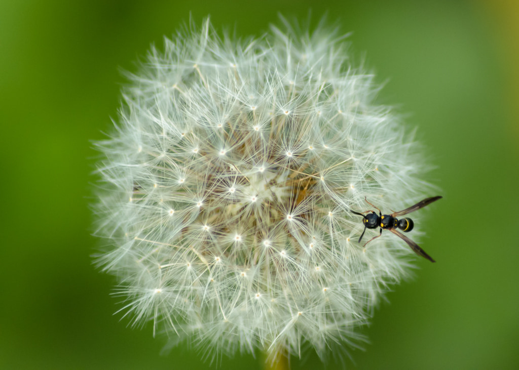 Tiny Wasp on Dandelion