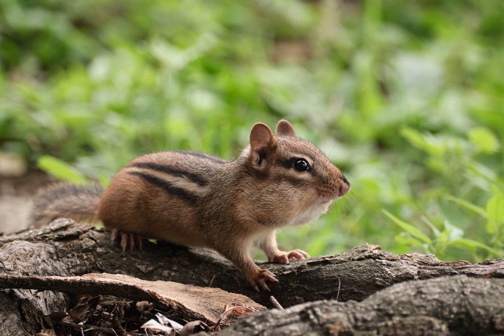 Chipmunk.