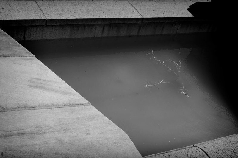 Concrete Swamp