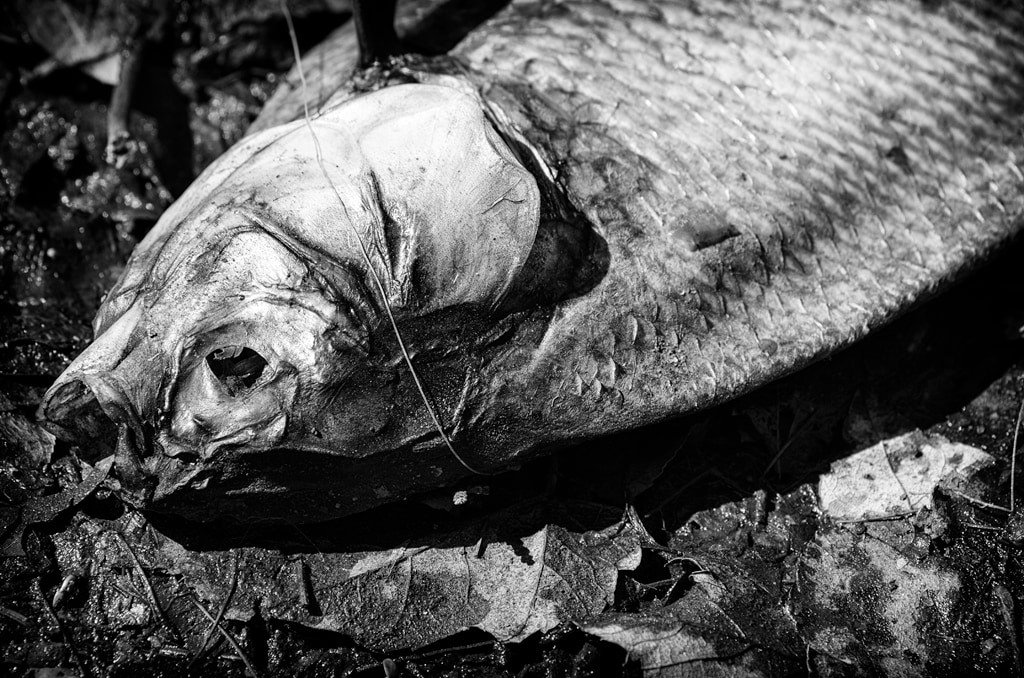 Dead Fish Carcass