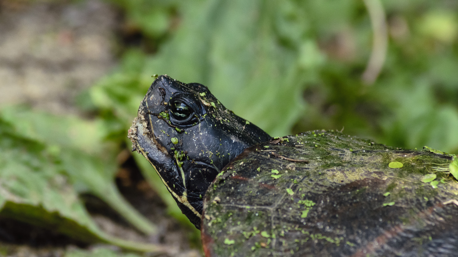 I, Turtle