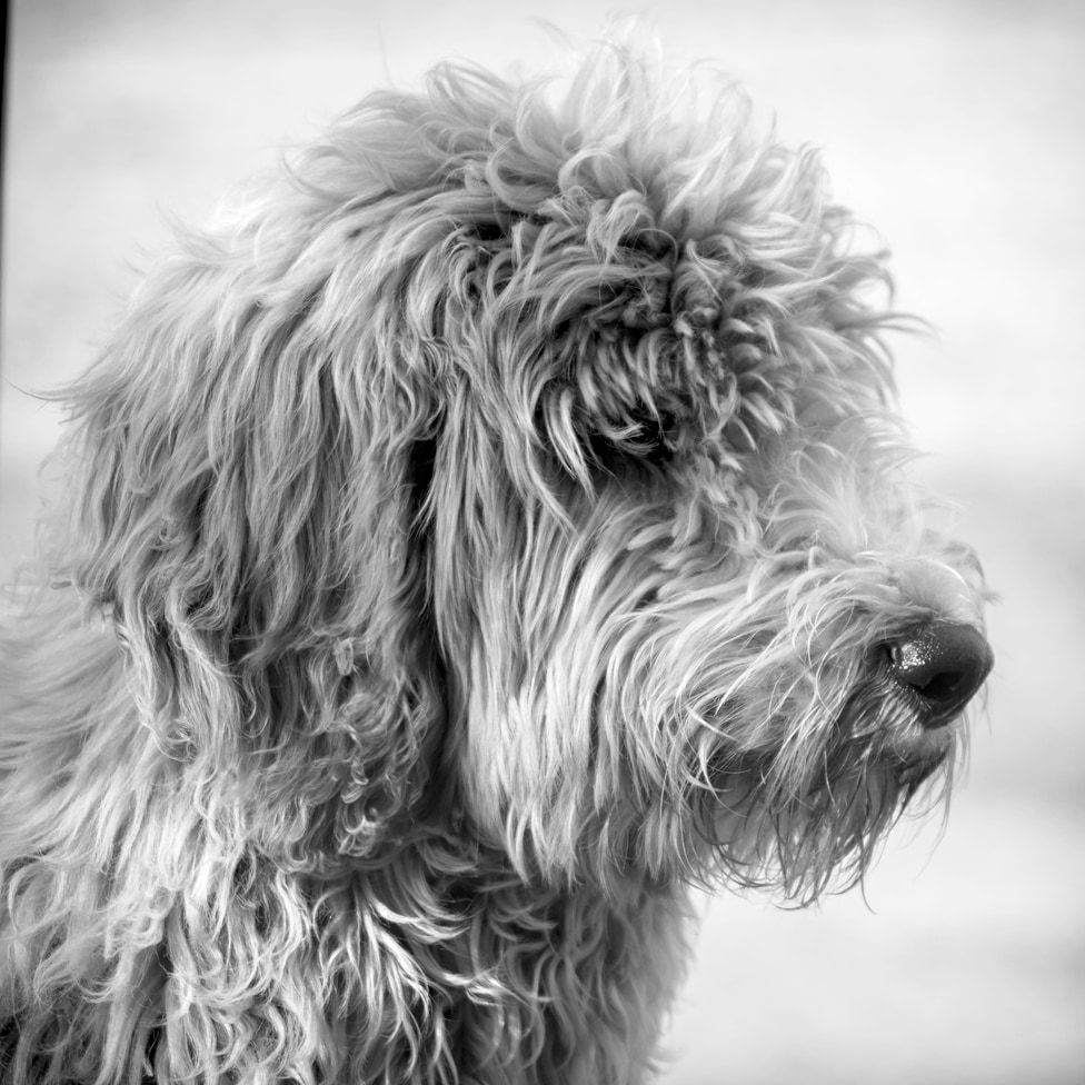 Shaggy Dog