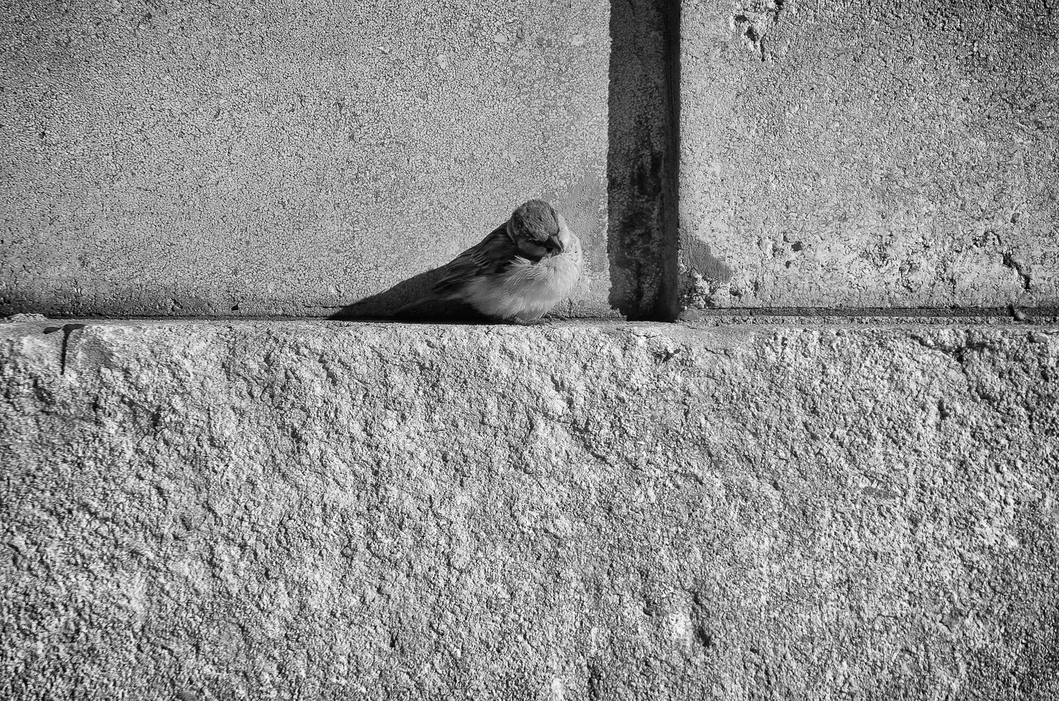 Sparrow on a Ledge