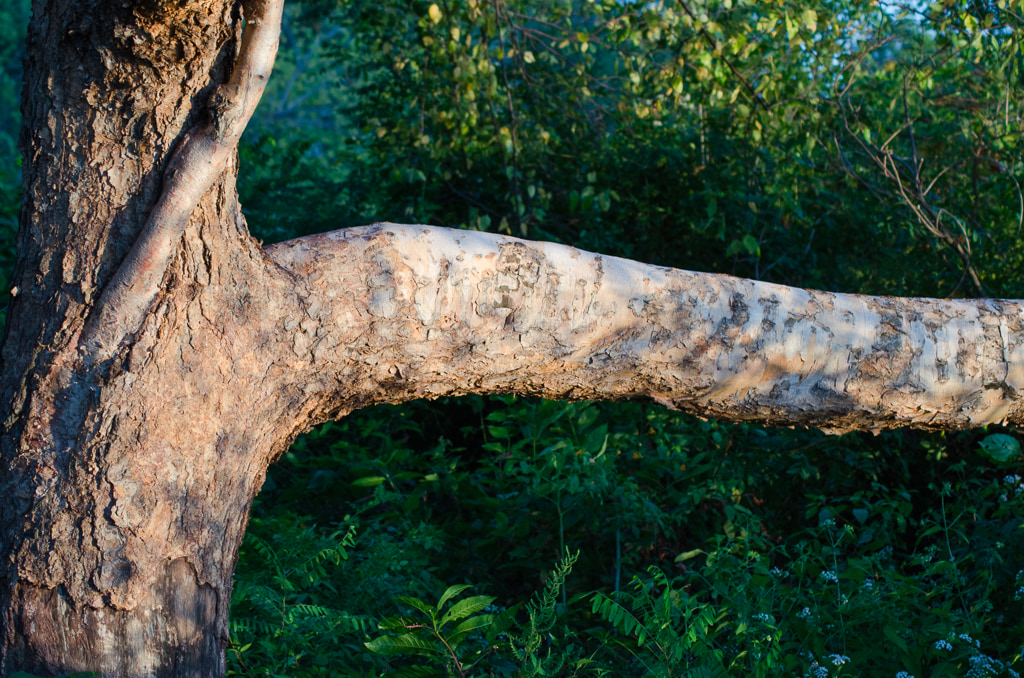 Tree Limb