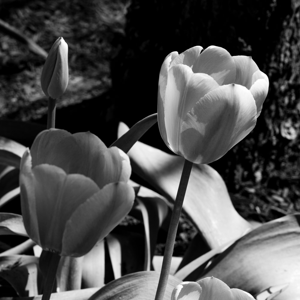 Tulips in Rittenhouse Park