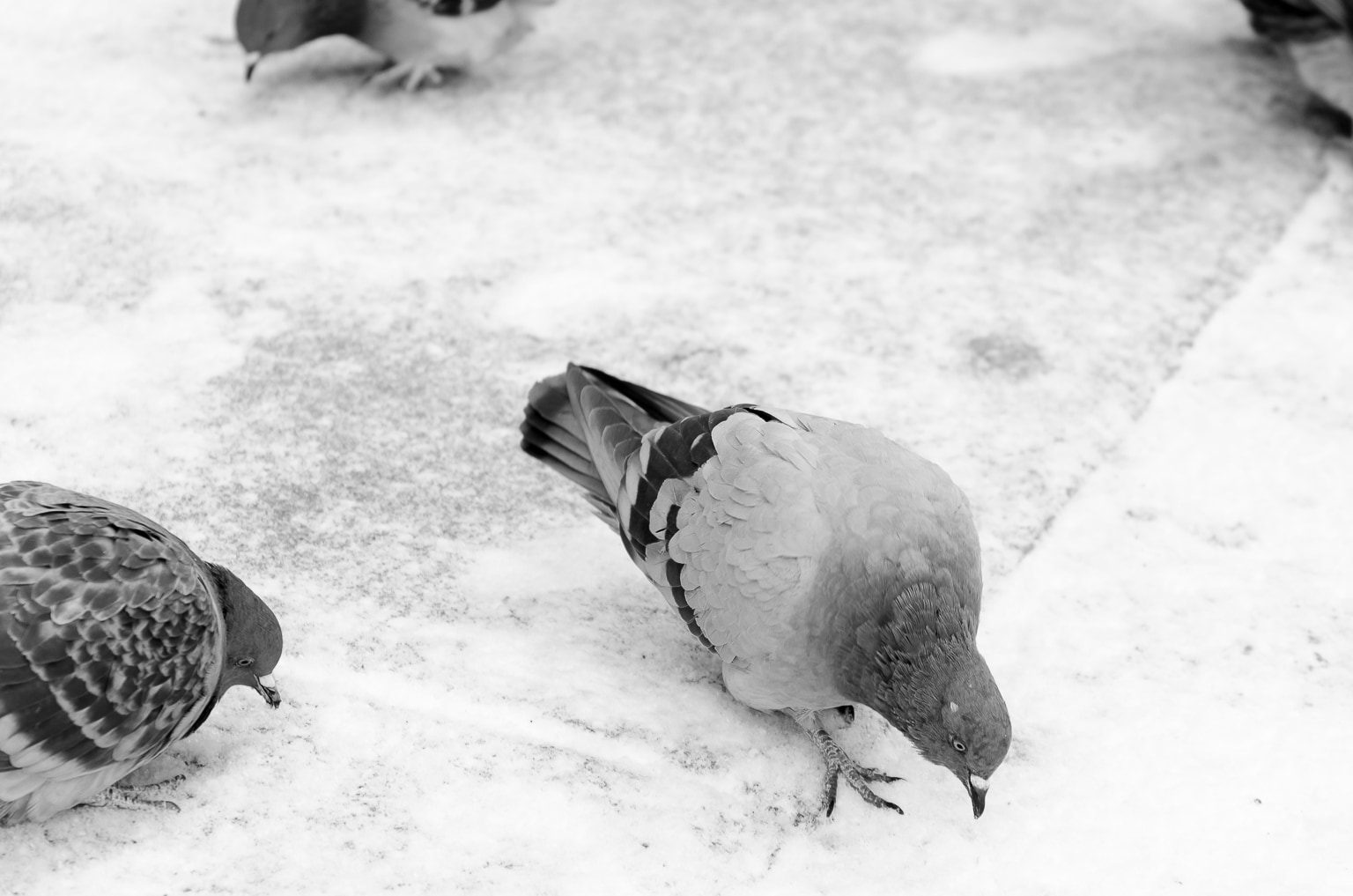 Snow Birds