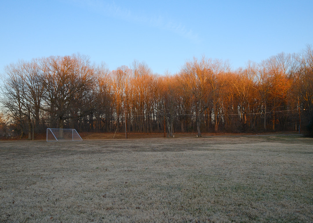 Field, soccer net, treeline.