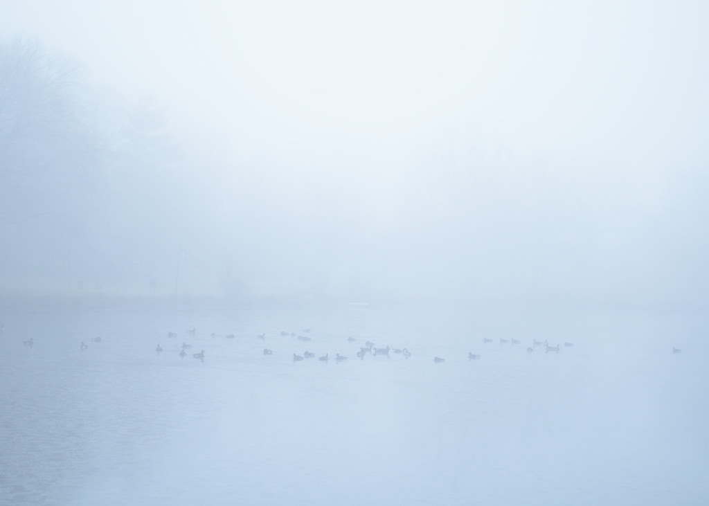 Geese in the Fog