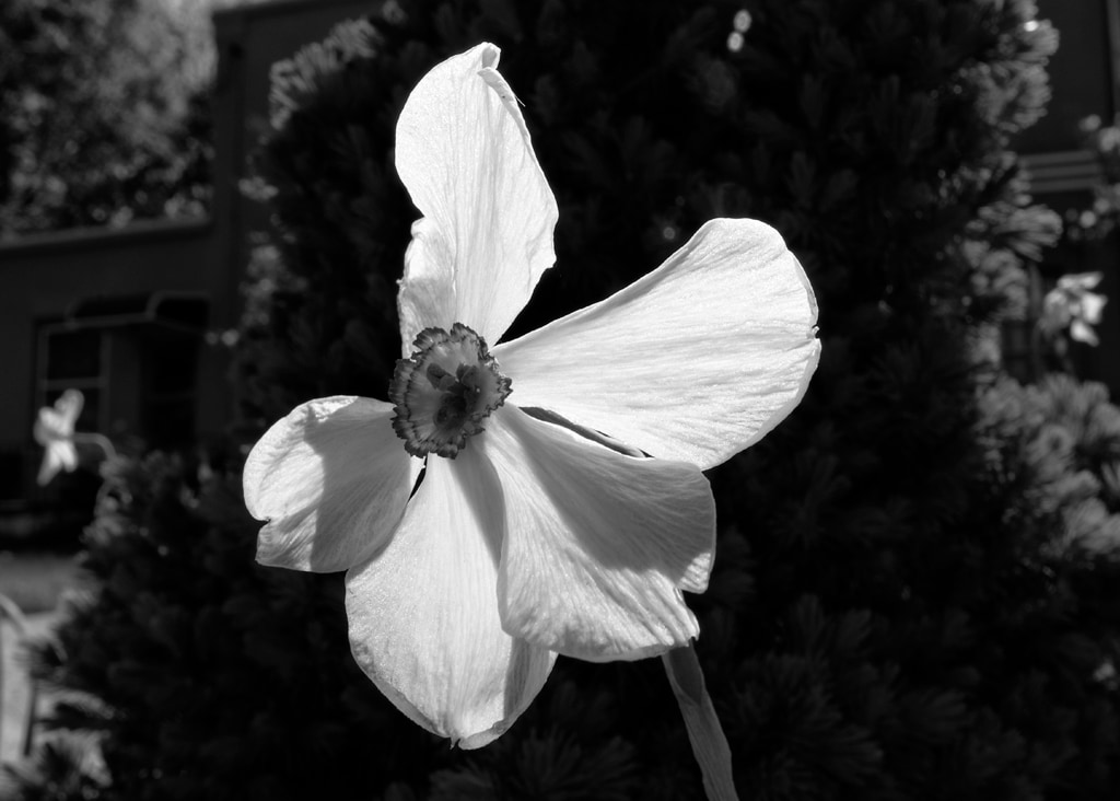Beginning to Wilt Better