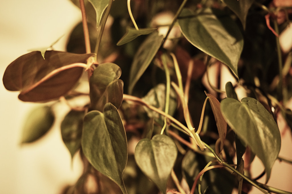 Houseplant.