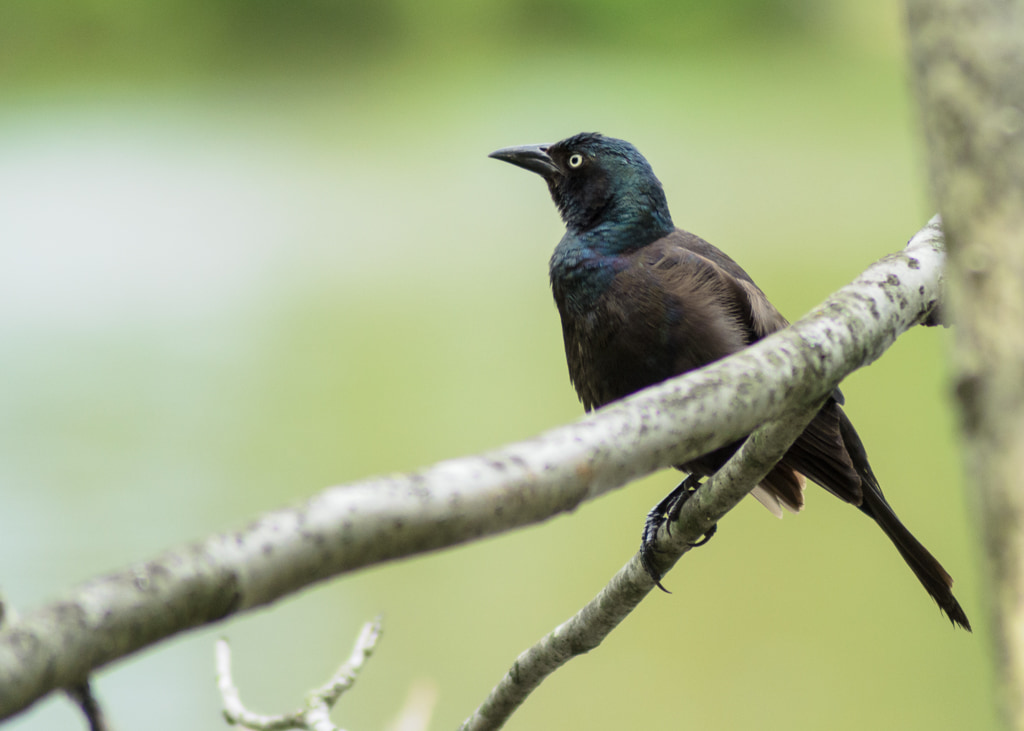 Grackle