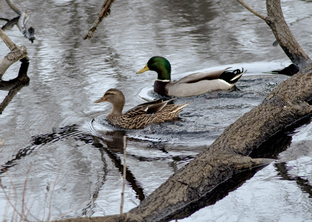 Duckies