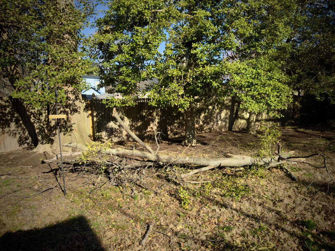 A tree branch on the ground