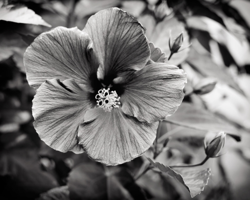 Flower, Near 21st and Pine, Philadelphia