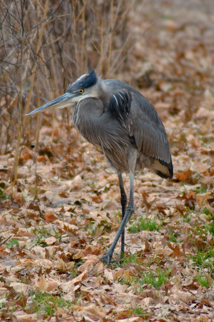 Heron, Newton Lake, NJ