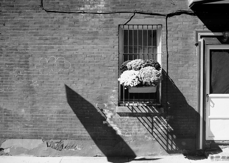 Flowers and Bars